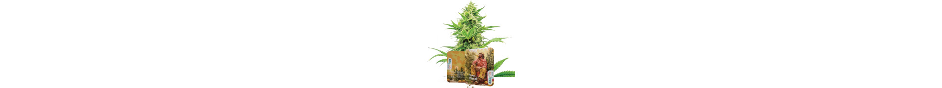 Premium Diesel Cannabis Seeds | Elite Genetics | Azarius Shop