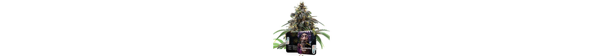 Buy Purple Strains | Premium Cannabis Seeds