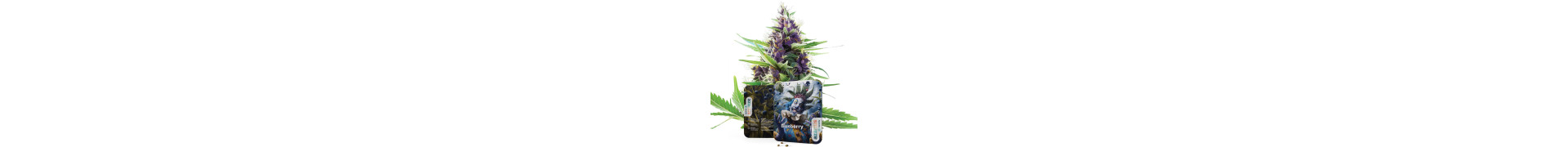 Compra las mejores semillas de marihuana Blueberry aquí