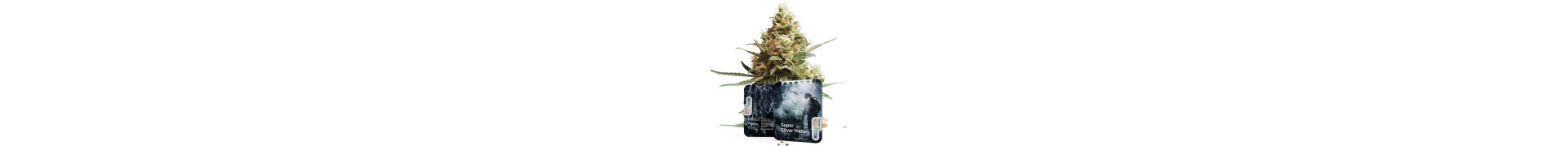 Compra las mejores variedades de marihuana White Widow aquí