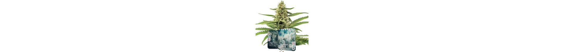 Compra aquí las mejores semillas de marihuana Northern Lights