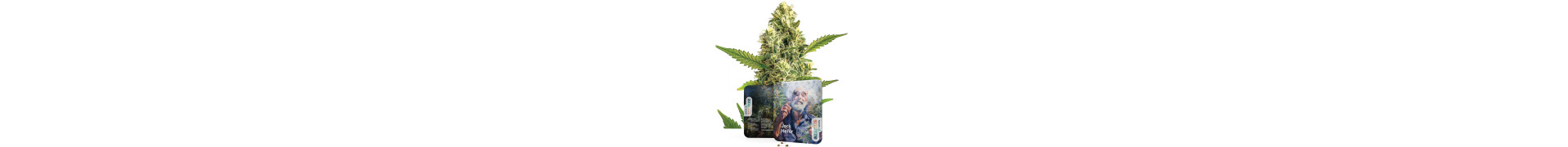 Compra aquí las mejores semillas de marihuana Jack Herer