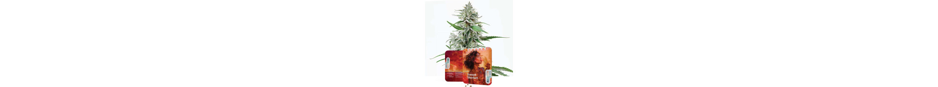 Compra Variedades Sherbet | Semillas de Cannabis Premium