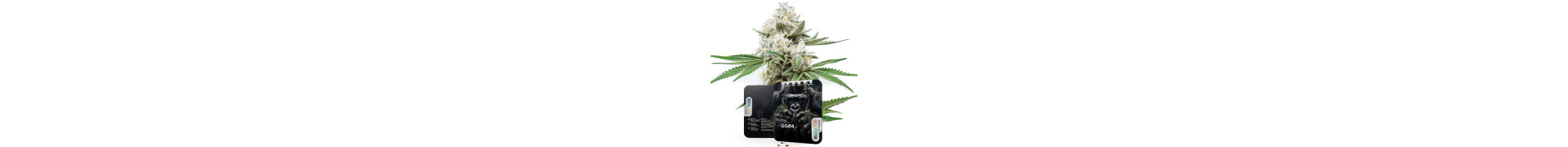 Compra aquí las mejores semillas de cannabis Gorilla